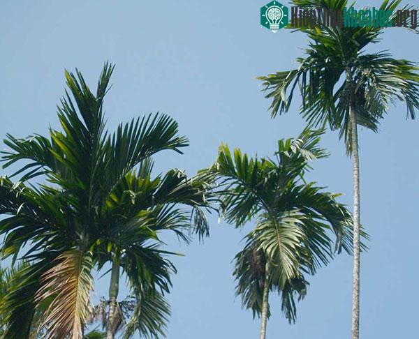 Lá cau có cấu tạo giúp nó giảm được lực tác động từ gió.