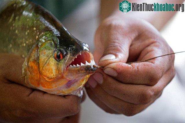 Piranha là loài ăn xác thối, chủ yếu săn mồi cá, cua, côn trùng, chim, ếch.