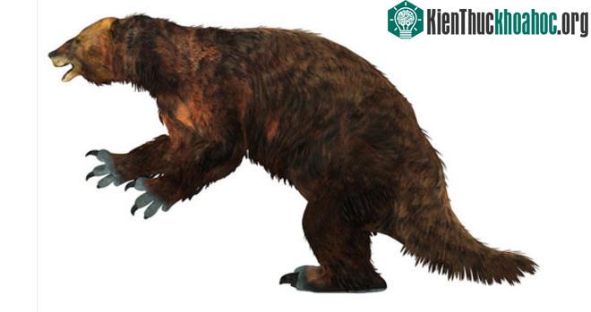 Megatherium Americanum có chiều dài lên đến 6 m và cận nặng 4 tấn.