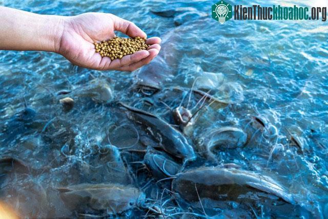 Nhiều chủ trang trại nuôi đã bất chấp trộn thuốc kháng sinh nồng độ cao vào thức ăn cho cá.