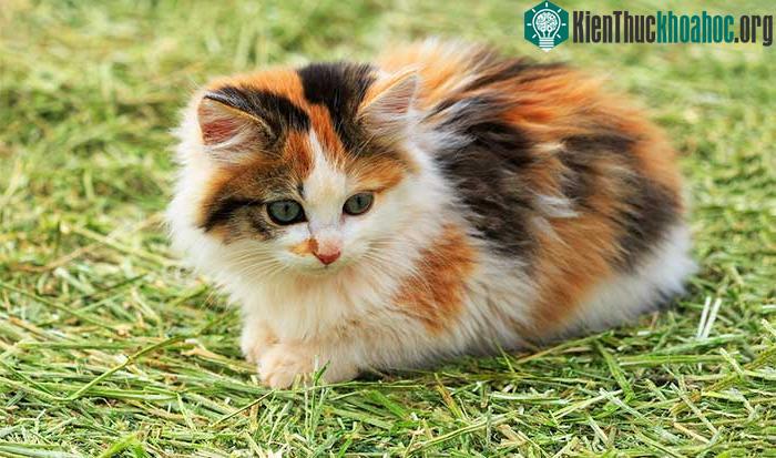 Mèo tam thể được coi là con vật mang lại may mắn.&nbsp;