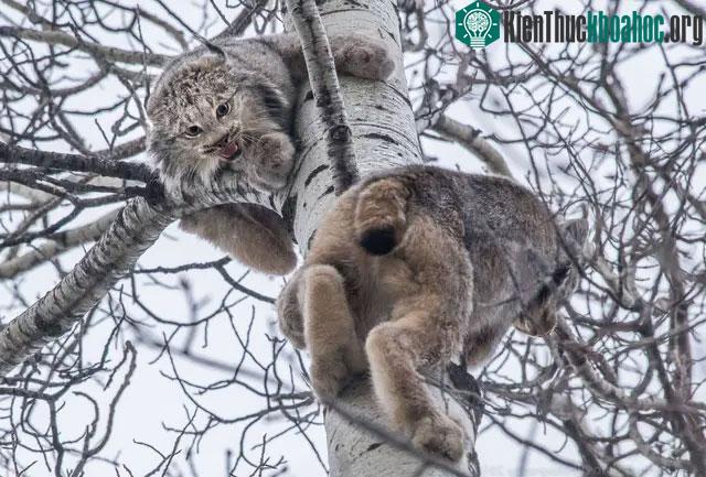 &nbsp;Những con linh miêu trưởng thành thường leo lên những cây cao hơn 20 mét chỉ để ngủ.