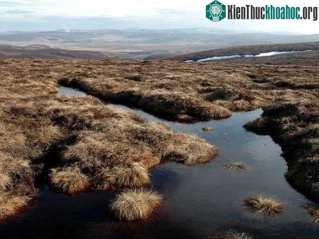 Một đầm lầy than bùn trên Hill of Snowy Slack, Scotland.