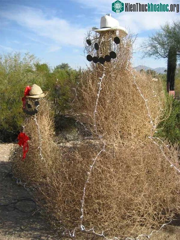 Tumbleweed là tên gọi chung của nhiều loại cây khác nhau