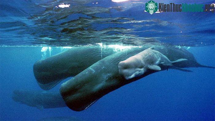 Đầu của chúng cũng chứa một số lượng lớn loại chất được gọi là “sáp cá nhà táng”.