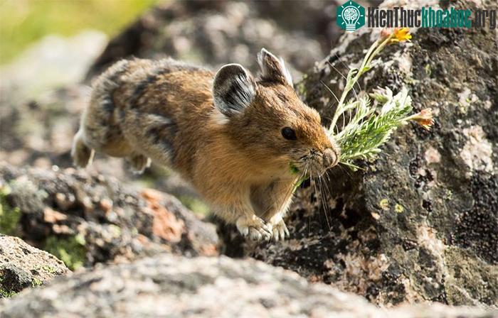 Pika cao nguyên có nguồn cung cấp thực phẩm dồi dào.