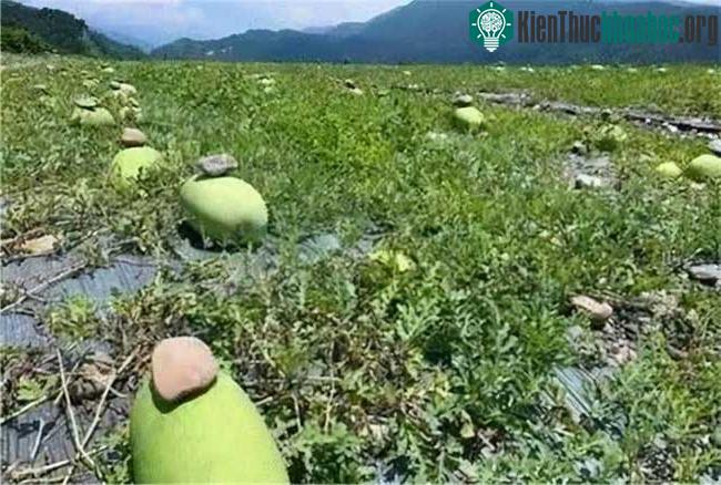 Đặt hòn đá lên trên để tránh việc quả dưa bị lăn xuống sườn đồi.