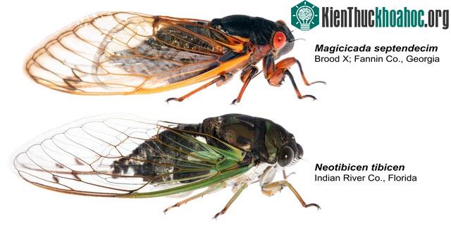 Ve sầu Magicicada thường lớn hơn ve sầu thông thường.