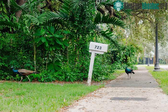 Không khó để bắt gặp những con chim công đi trên đường phố ở Florida