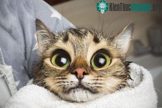 Một trong những lý do con người thích mèo là chúng có một số đặc điểm giống trẻ sơ sinh.