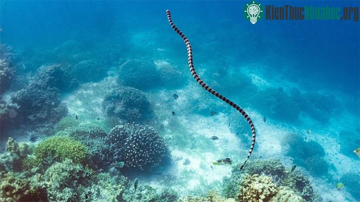 Rắn biển Palaeophis colossaeus