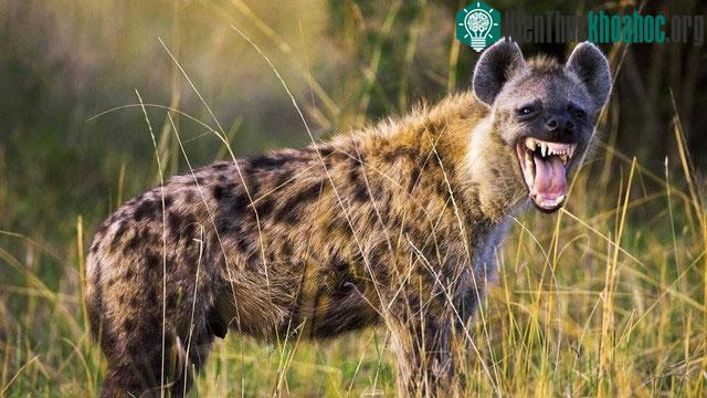 Tinh thần đồng đội của linh cẩu đốm cũng là yếu tố quan trọng giúp chúng thành công