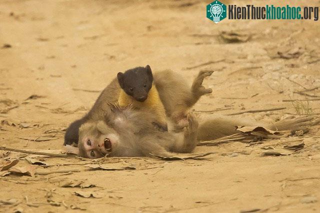 Chồn họng vàng dễ dàng leo trèo lên cây cao để truy đuổi con mồi