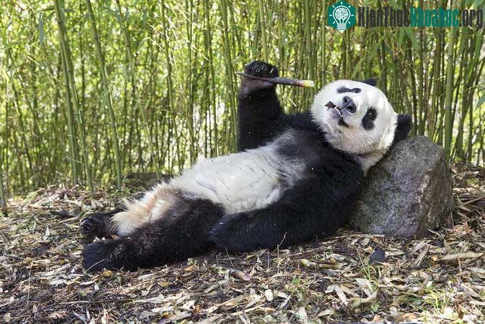 Khả năng sinh sản của gấu trúc khổng lồ không mạnh.
