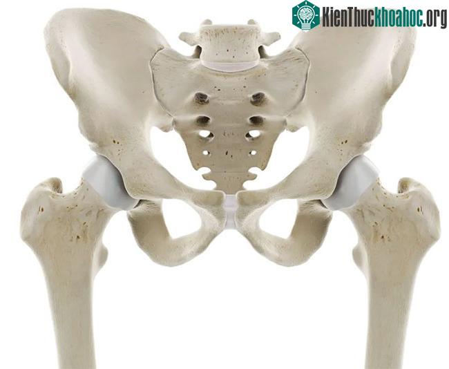 Nữ giới thường có xương chậu lớn hơn so với nam giới.