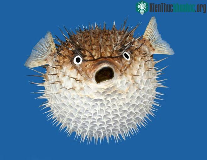Cá nóc không bơm không khí vào phổi mà uống nước vào dạ dày.
