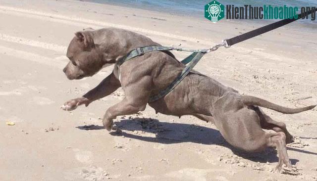 Khí hậu châu Phi cũng khiến chó pitbull khó thích nghi.