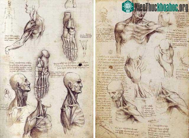 Da Vinci có những kiến thức sâu sắc về giải phẫu người