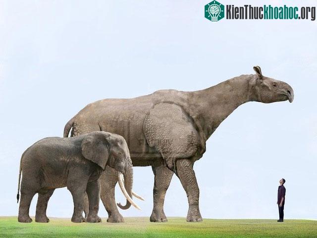 Động vật có vú trên cạn lớn nhất từng sống là Paraceratherium - Thực sự là nó lớn đến mức nào? ảnh 2