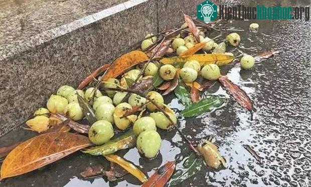 Quả xoài rơi bên vệ đường ở Nam Ninh sau một cơn mưa