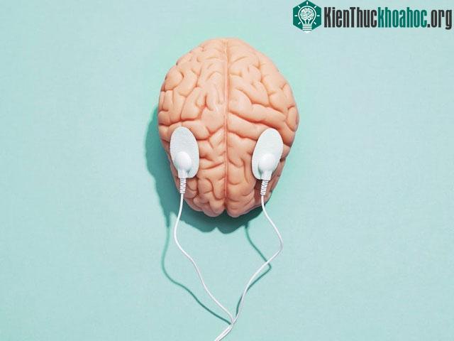 Kích thước não của con người hiện đại giảm khoảng 10% so với thời kỳ đồ đá.