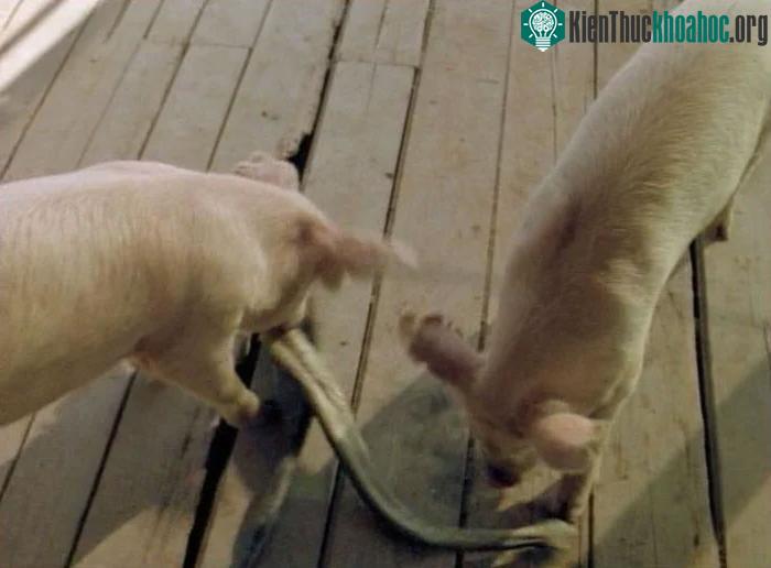 Tại sao lợn được coi là "kẻ thù" của rắn? ảnh 2