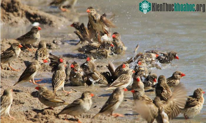 Chim sẻ mỏ đỏ là loài chim hoang dã có số lượng đông nhất thế giới.