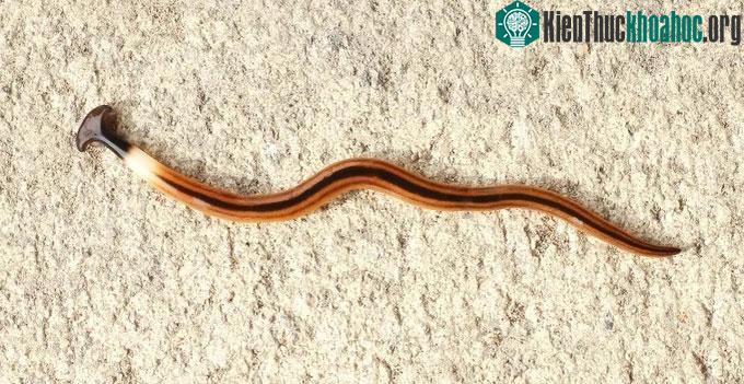 Vì sao giun đầu búa luôn bị coi là nỗi kinh hoàng tại nhiều quốc gia? ảnh 3