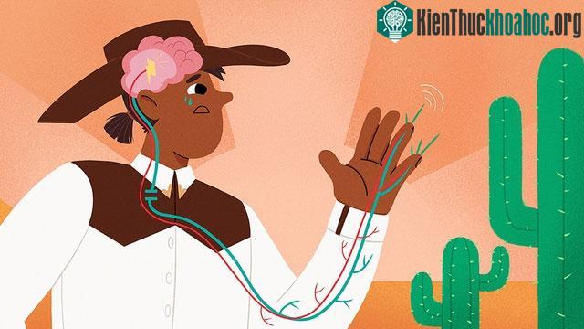 Vì sao thế giới có rất nhiều ngôn ngữ, nhưng cả 8 tỷ người khi bị đau đều kêu lên giống nhau: Ao, Ái, Ouch! ảnh 3