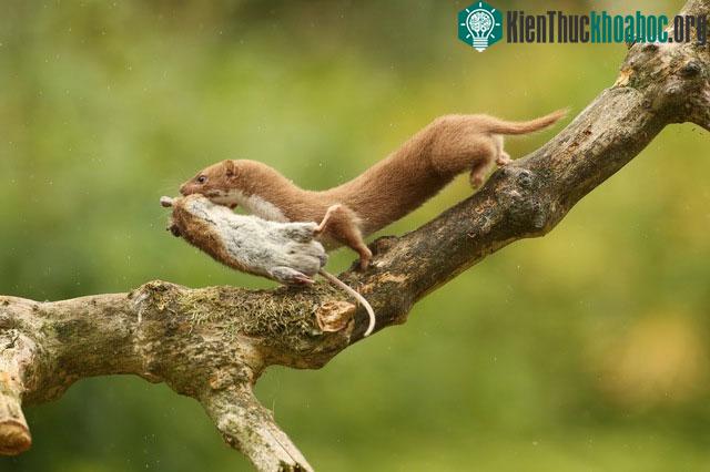 Chồn đóng vai trò quan trọng trong việc cân bằng hệ sinh thái.