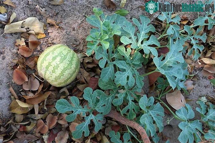 Citrullus lanatus tạo ra một loại trái cây bên ngoài giống với dưa hấu của chúng ta