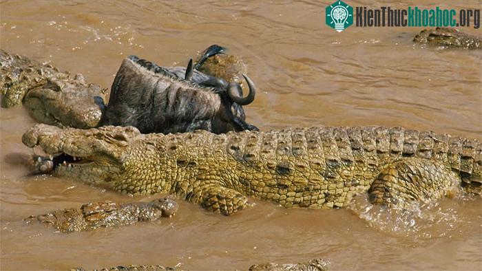 Cá sấu sông Nile khiến con người khiếp sợ vì hàm răng sắc nhọn và lực cắn kinh hoàng