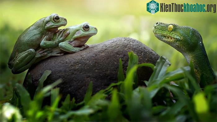 Loài rắn đã trải qua 26 lần tiến hóa khó khăn và bị mất đi đôi chân
