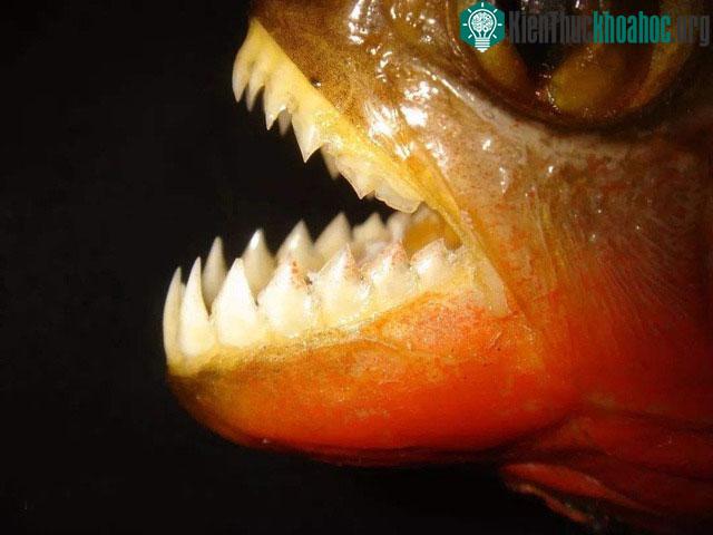 Dù hung dữ nhưng số lượng trường hợp cá piranha làm tổn thương con người là rất ít.