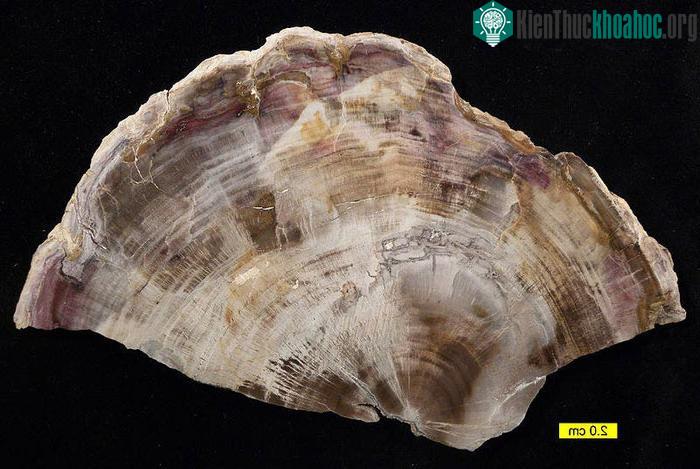 Gỗ hóa đá được hình thành thông qua một quá trình gọi là permineralization