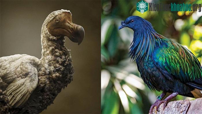 Chim bồ câu Nicobar và chim dodo