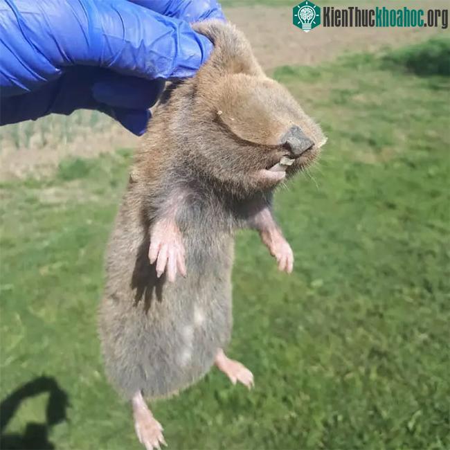 Vì sao chuột chũi mù được coi là một trong những sinh vật kỳ lạ nhất trên Trái đất? ảnh 3