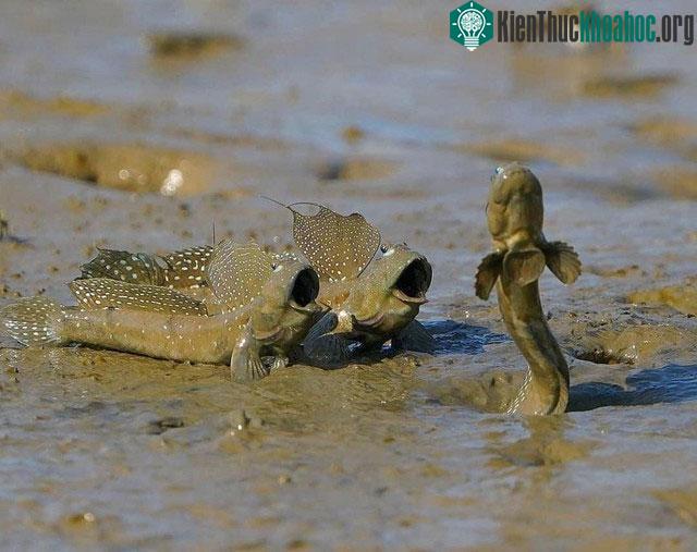 Vì sao cá thòi lòi buộc phải sống trên bờ? ảnh 3