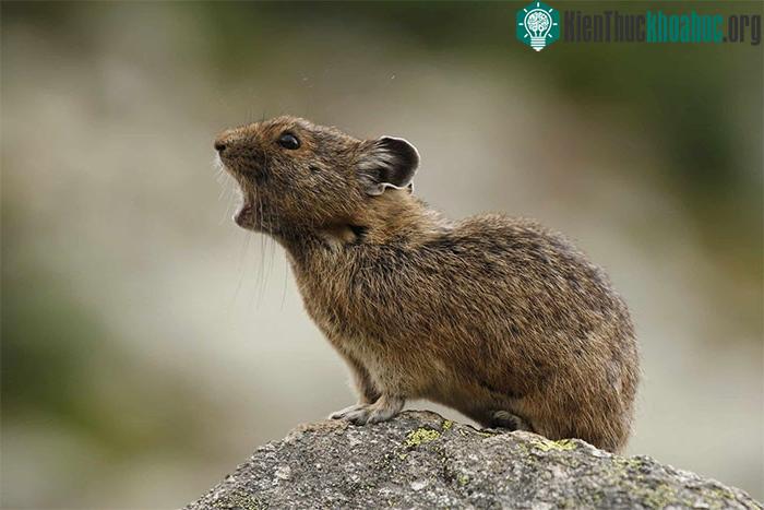 Pika cao nguyên cũng được coi là một "kỹ sư hệ sinh thái".