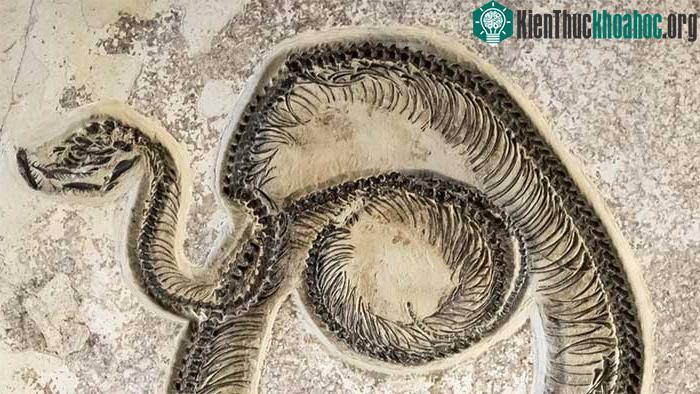 Rắn Gigantophis garstini (11m)