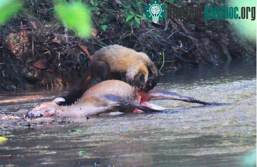 Chồn họng vàng chủ yếu săn các loài động vật nhỏ