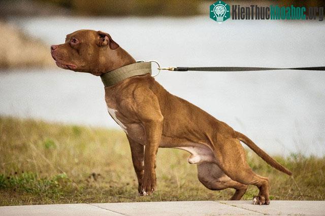 kKích thước của chó pitbull quá nhỏ so với những loài động vật hoang dã lớn ở châu Phi.