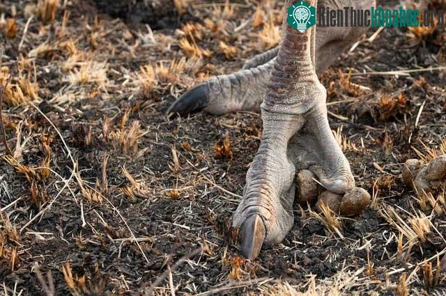 Việc săn đuổi đà điểu tiềm ẩn nhiều rủi ro cho sư tử.