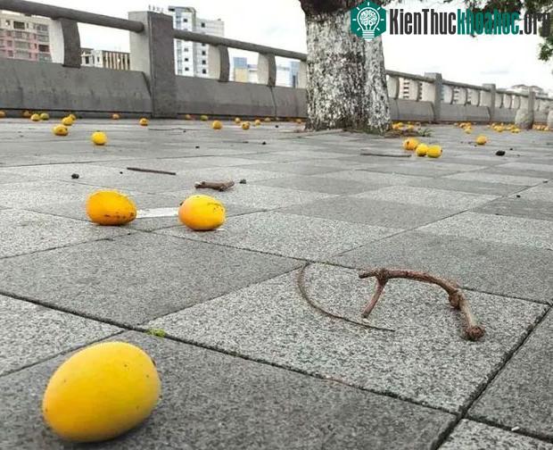 Hoa quả lăn lóc vệ đường là khung cảnh đặc trưng ở nhiều thành phố phía Nam của Trung Quốc