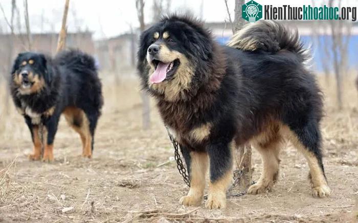 Sự thay đổi của chó ngao Tây Tạng là để thích nghi với sự thay đổi của môi trường
