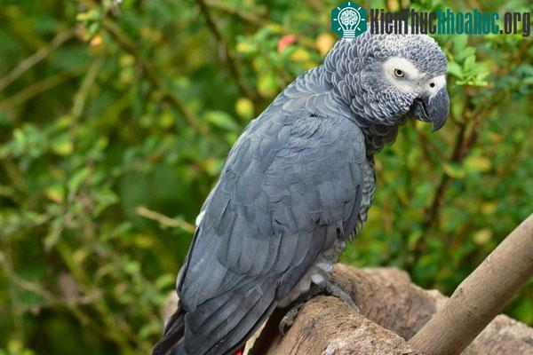 Vẹt xám Châu Phi nổi tiếng với khả năng nói tiếng người được đưa vào nghiên cứu.