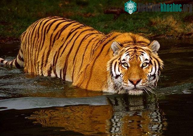 &nbsp;Khả năng thích nghi tự nhiên của chúng vẫn là một thử thách lớn.&nbsp;
