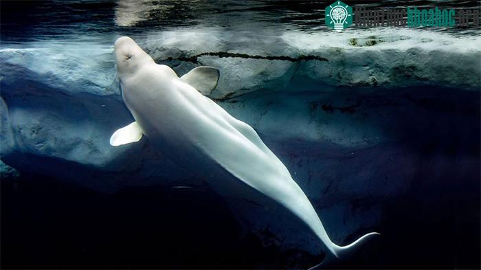 Cá voi Beluga