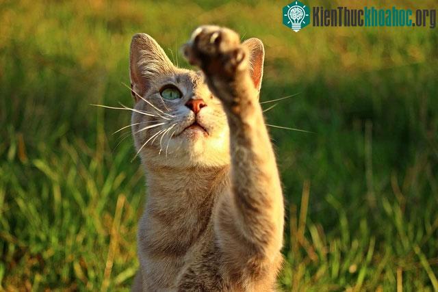 Móng vuốt mèo có thể thu vào và chỉ mở rộng khi chúng muốn sử dụng