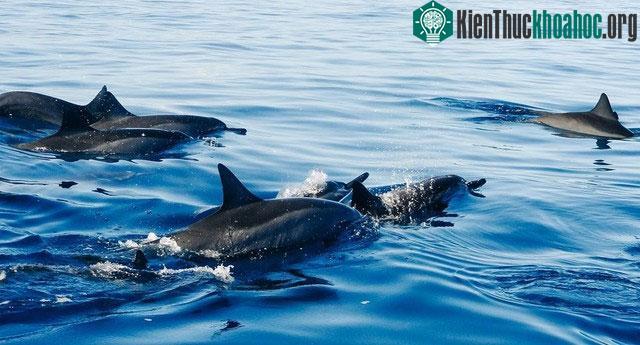 Cá heo là động vật có vú sống ở đại dương và sông nước có quan hệ mật thiết với cá voi.